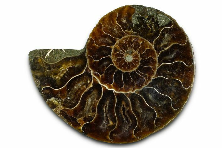 Cut & Polished Ammonite Fossil (Half) - Madagascar #377607